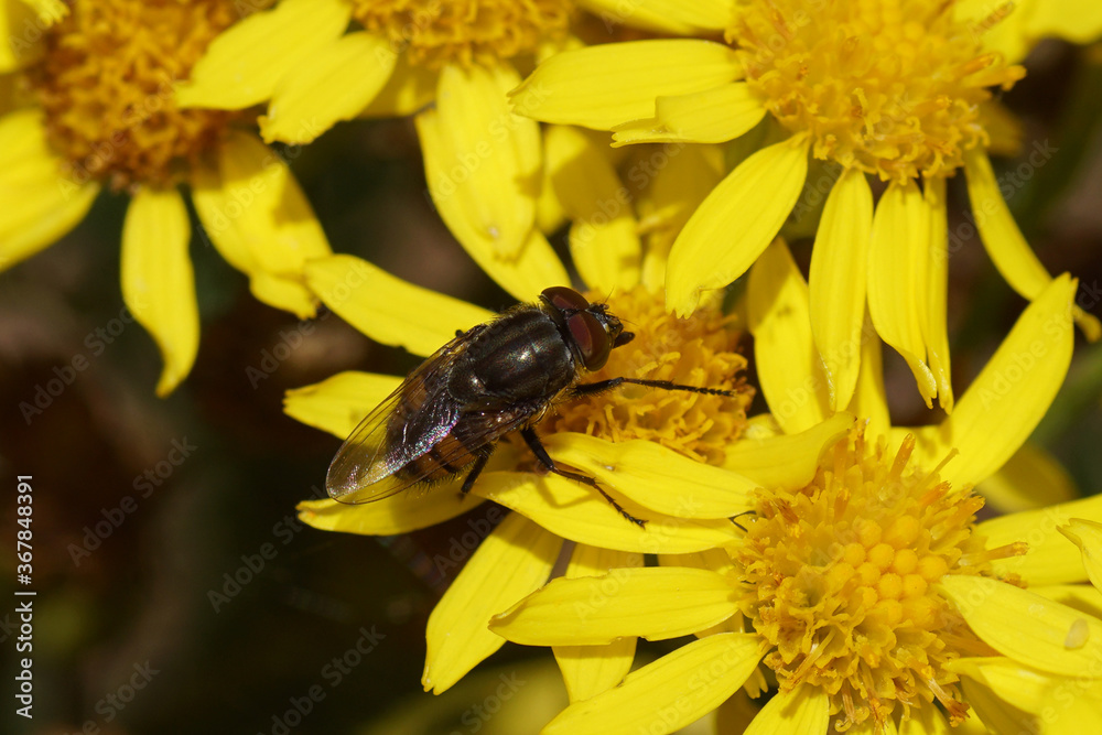 The fly Stomorhina lunata, family Blow-flies (Calliphoridae) on the flowers of ragwort (Senecio jacobaea), family Asteraceae or Compositae. Summer in a Dutch garden. July The fly Stomorhina lunata, family Blow-flies (Calliphoridae) on the flowers of ragwort (Senecio jacobaea), family Asteraceae or Compositae. Summer in a Dutch garden. July