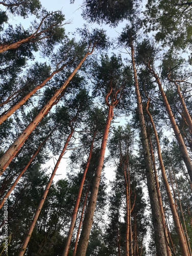Pine Forest