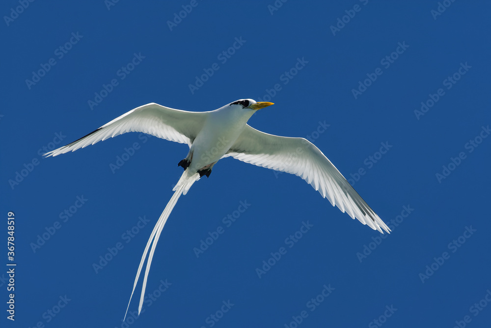 Fototapeta premium Fliegender Weißschwanz-Tropikvogel im Gegenlicht #2