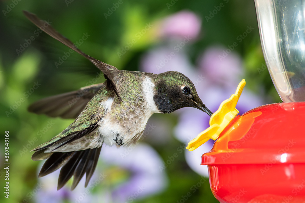 Fototapeta premium Black-Chinned Hummingbird Arriving at the Feeder for a Meal