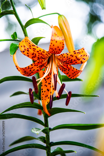 Tiger Lily flower
