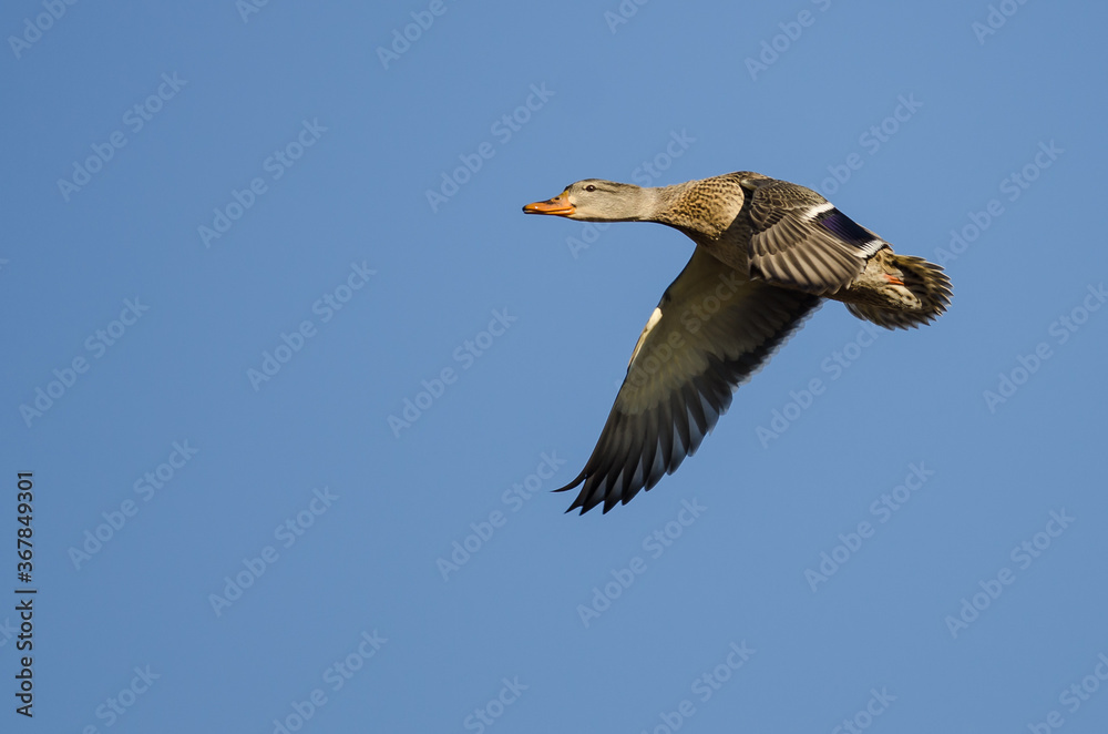 Fototapeta premium Mallard Duck Flying in a Blue Sky