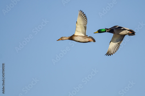 Pair of Mallard Ducks Flying in a Blue Sky