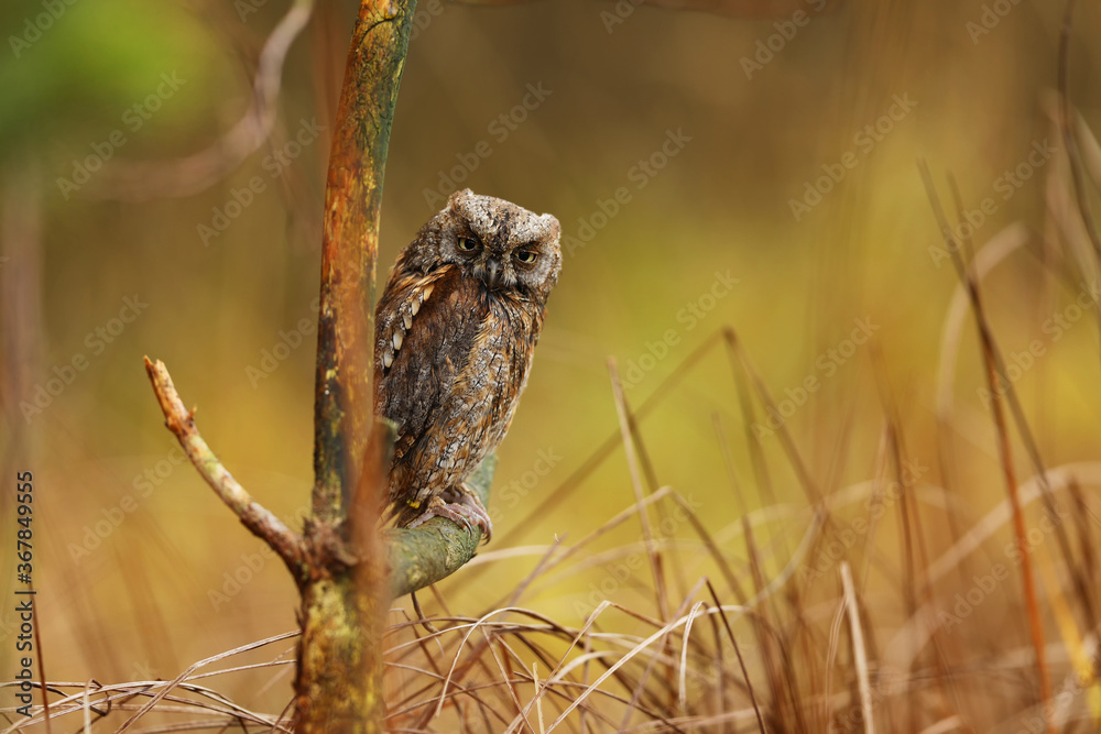 Scops Owl, Otus scops, sitting on tree branch. Wildlife animal scene from nature. Little bird, owl close-up detail portrait in the nature, Romania Scops Owl, Otus scops, sitting on tree branch. Wildlife animal scene from nature. Little bird, owl close-up detail portrait in the nature, Romania
