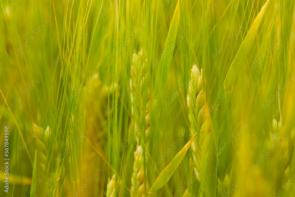 green wheat field on the farm field