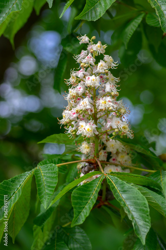 Aesculus hippocastanum horse chestnut tree in bloom, group of white flowering flowers on branches