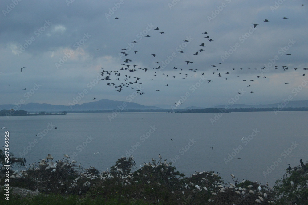 Ibis, Frigatebirds, Cormorants, Crows and other sea birds on the Bird Island in Polonnaruwa, Sri Lanka Ibis, Frigatebirds, Cormorants, Crows and other sea birds on the Bird Island in Polonnaruwa, Sri Lanka