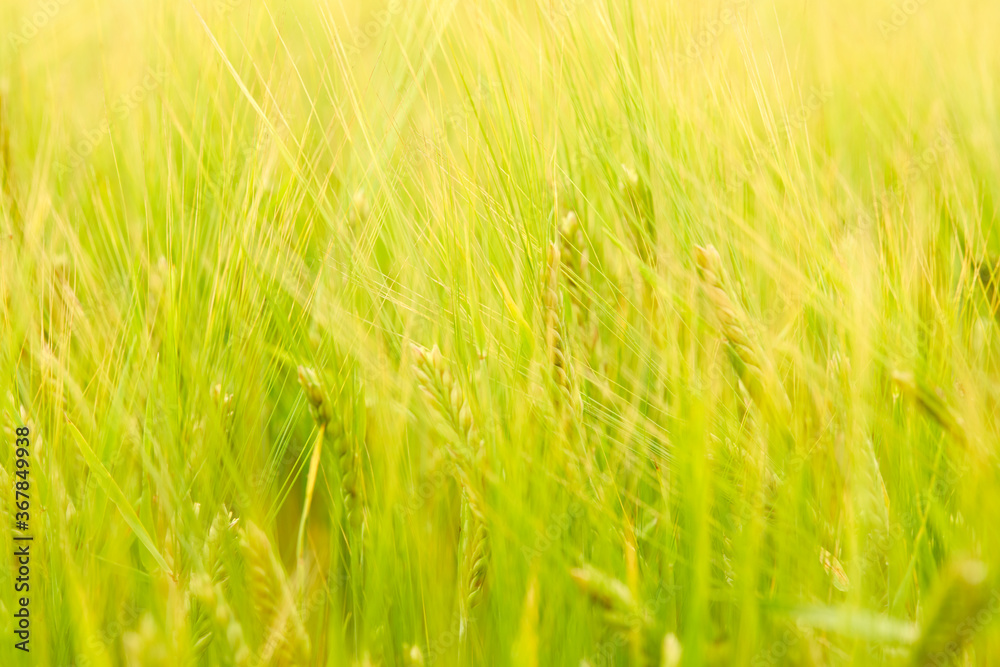 green wheat field on the farm field