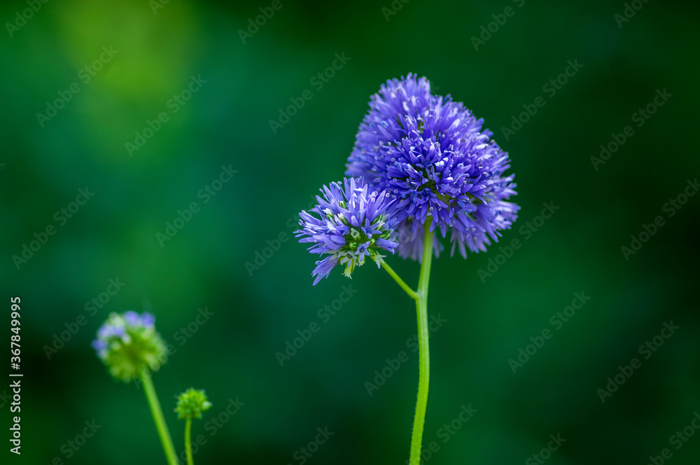 Gilia capitata blue beautiful flowering plant, blue-thimble-flowers in bloom, amazing wildflower Gilia capitata blue beautiful flowering plant, blue-thimble-flowers in bloom, amazing wildflower