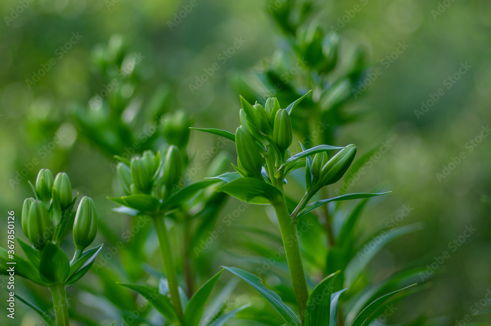 Obraz premium Lilium flowers in buds, asiatic hybrids ornamental cultivated, lilies buds, bouquet befoce flowering, dreamy background