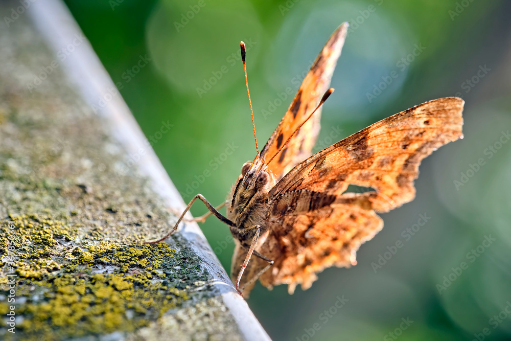 Obraz premium C-Falter ( Polygonia c-album, Syn.: Nymphalis c-album ).