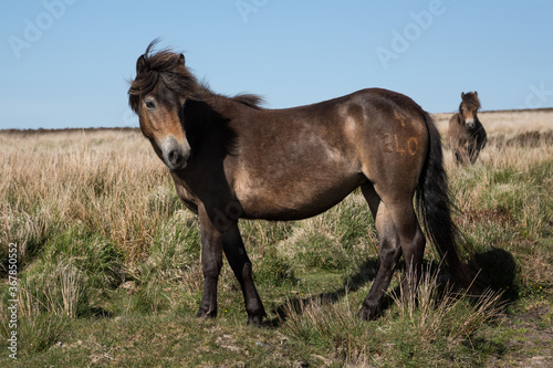 Wild Exmoor Pony horse with impressive mane in Somerset UK