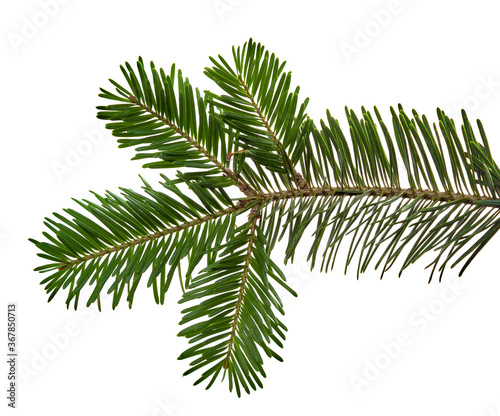spruce branch on white background