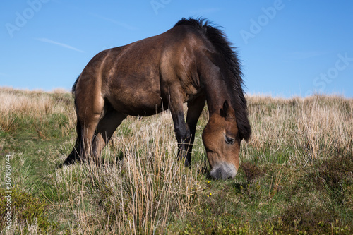 Wild Exmoor Pony horse grazing in Somerset UK © Jürgen Bochynek