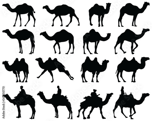 Black silhouettes of camels on a white background photo