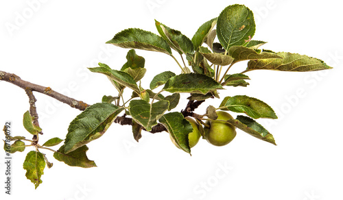 Wallpaper Mural ripe juicy apples on a branch on a white background Torontodigital.ca