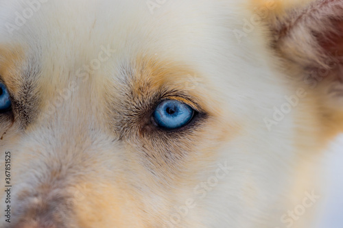 Husky Dog eye - Finnish Lapland