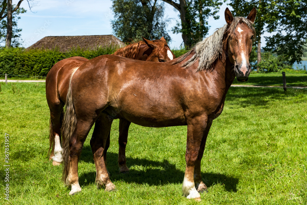 Obraz premium Pferde auf einer Koppel.