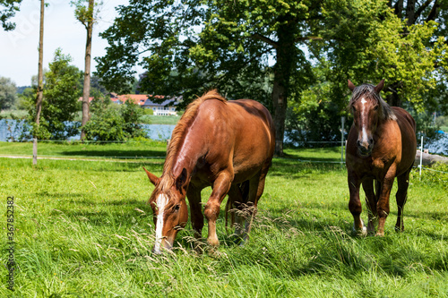 Pferde auf einer Weide, Fraueninsel am Chiemsee.