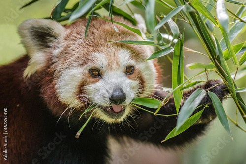 Photography panda red portrait in nature