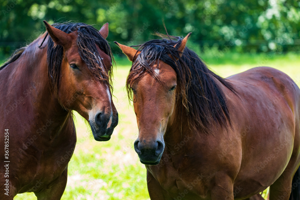 Obraz premium Pferde auf einer Koppel.