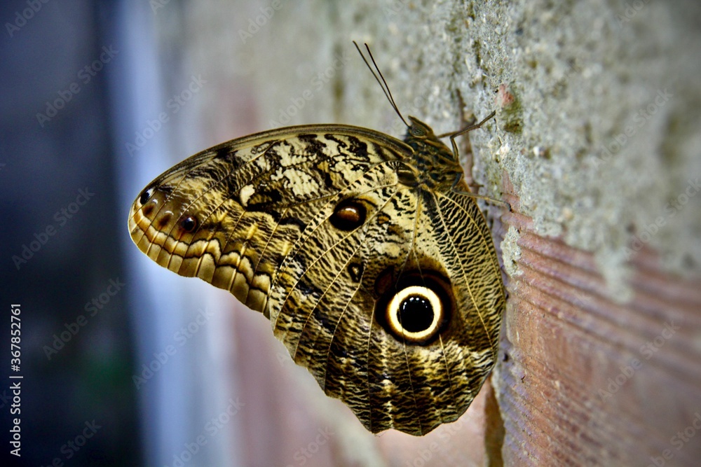 Fototapeta premium Butterfly