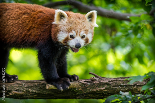 Panda red portrait in nature