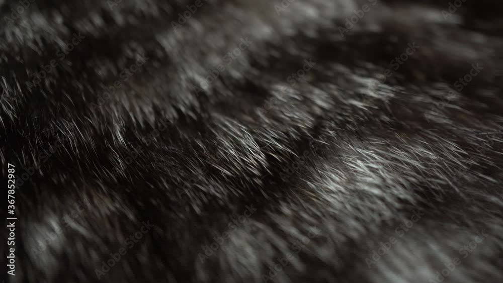 4k Macro Macro Cat Wool Background Background 4k Macro Macro Cat Wool Background Background