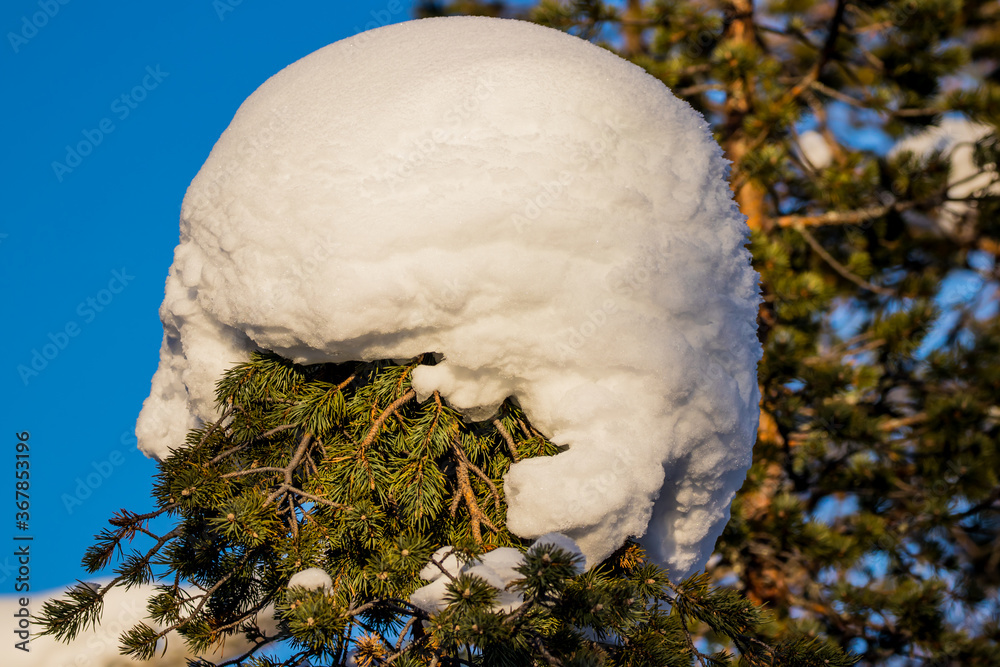 Winter in Finnish Lapland - Snow on tree Winter in Finnish Lapland - Snow on tree