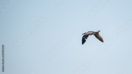 Bird flying in Marina del Rey in summer