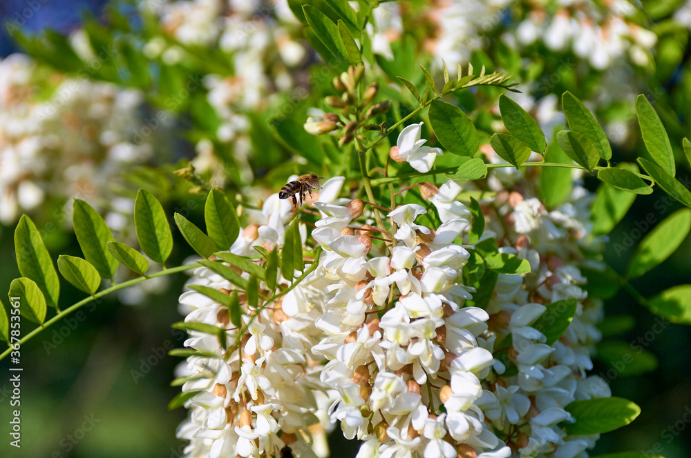 blossoming white acacia tree branch with a bee blossoming white acacia tree branch with a bee