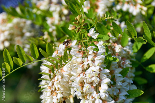 blossoming white acacia tree branch with a bee