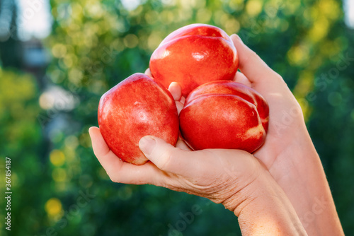 Woman's hand with a fruit nectarines on nature background