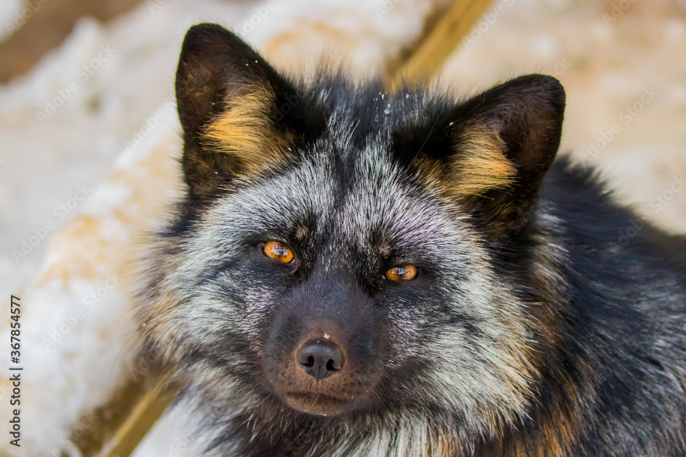 Raccoon dog - Finnish Lapland Raccoon dog - Finnish Lapland