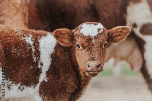 Fotografering Baby calf next to cow