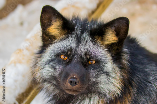 Raccoon dog - Finnish Lapland
