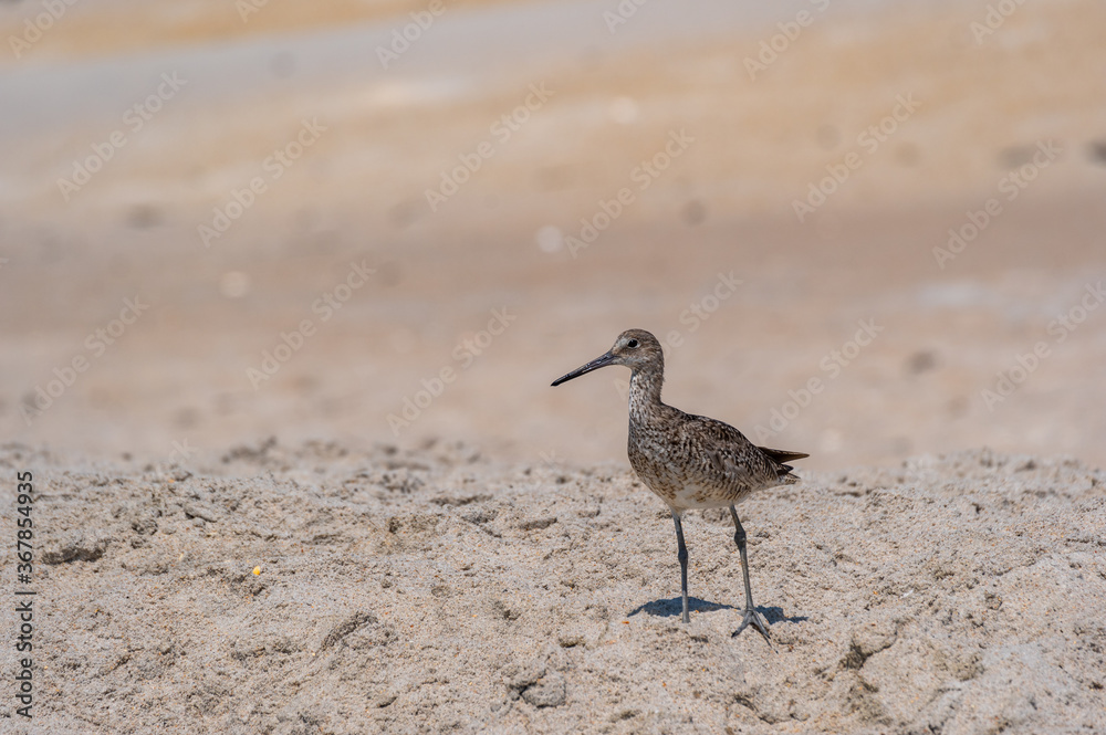 Willet at the Beach Willet at the Beach