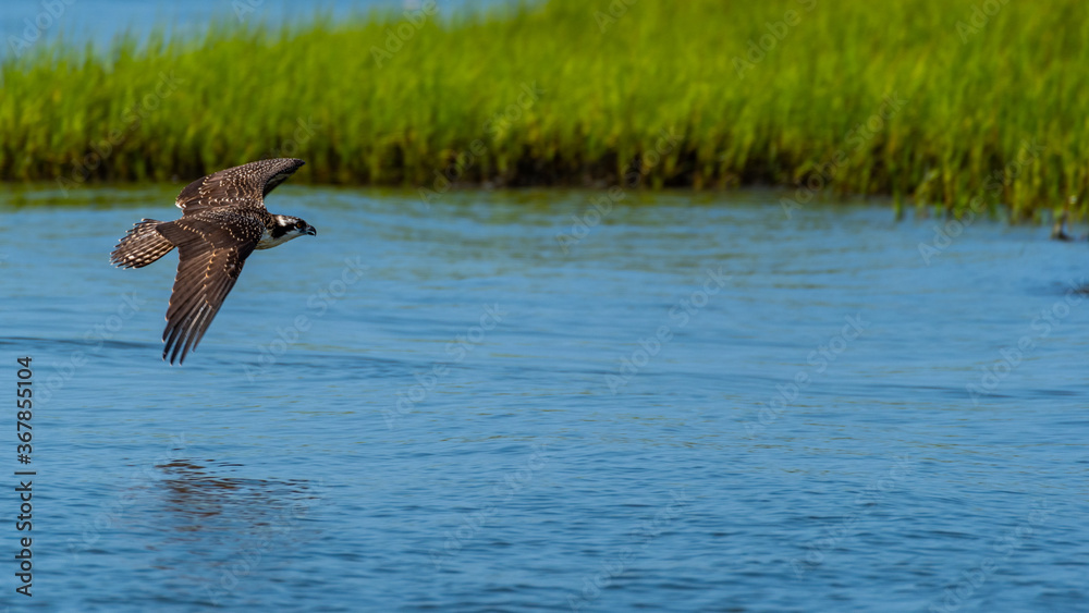 Fototapeta premium Ospry Flying Low over Salt Marsh