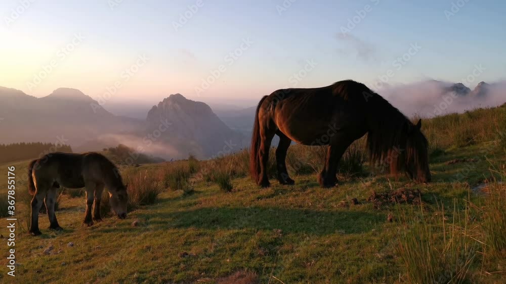 Horses eating grass in the meadow at sunset Horses eating grass in the meadow at sunset