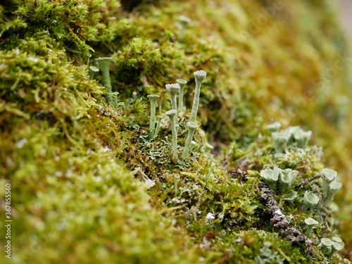 Billede på lærred Macrophotography of moss with bokeh effect