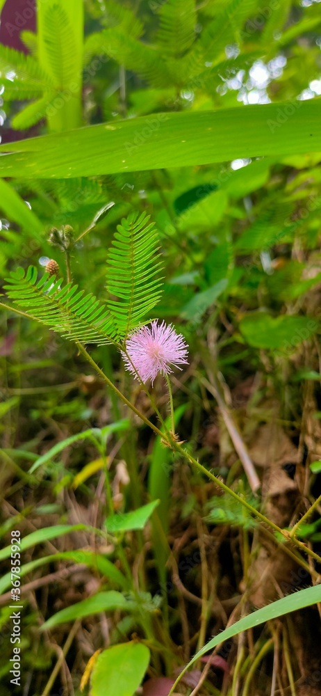 Obraz premium pink flower with water drops