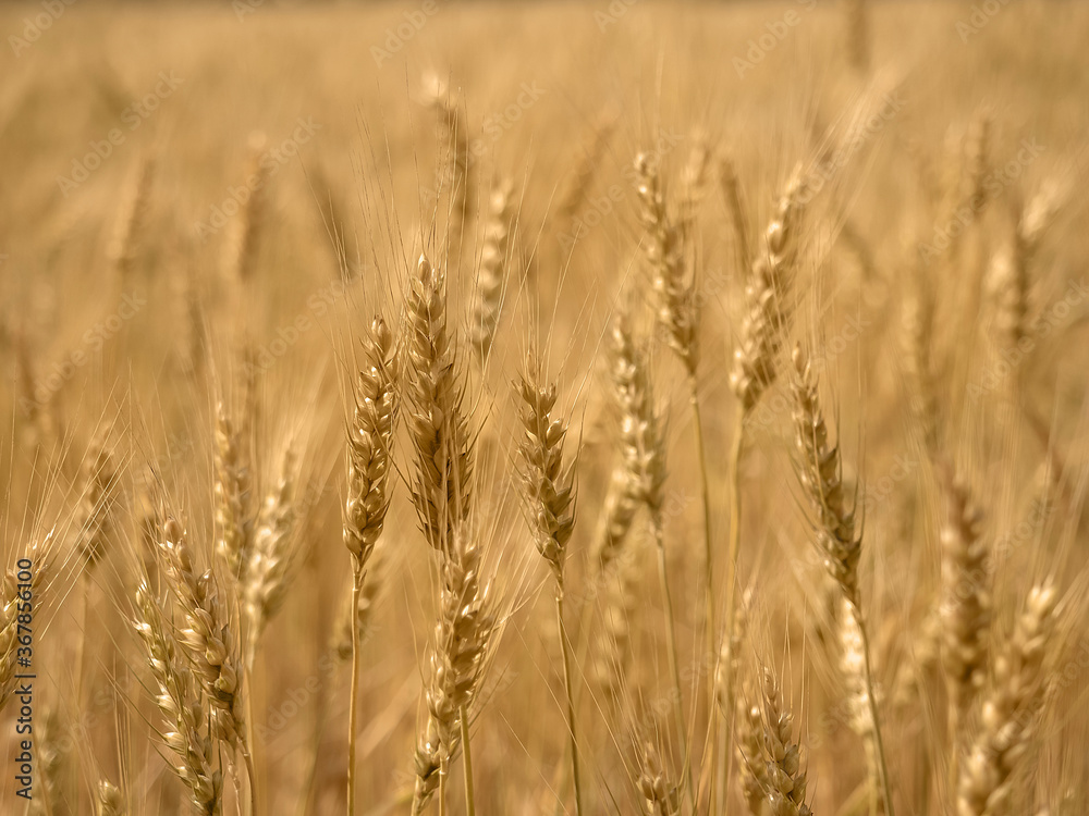 golden wheat field and sunny day. close-up golden wheat field and sunny day. close-up