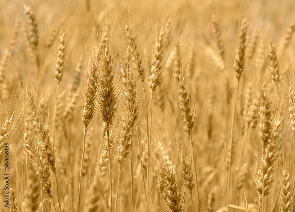 golden wheat field and sunny day. close-up golden wheat field and sunny day. close-up