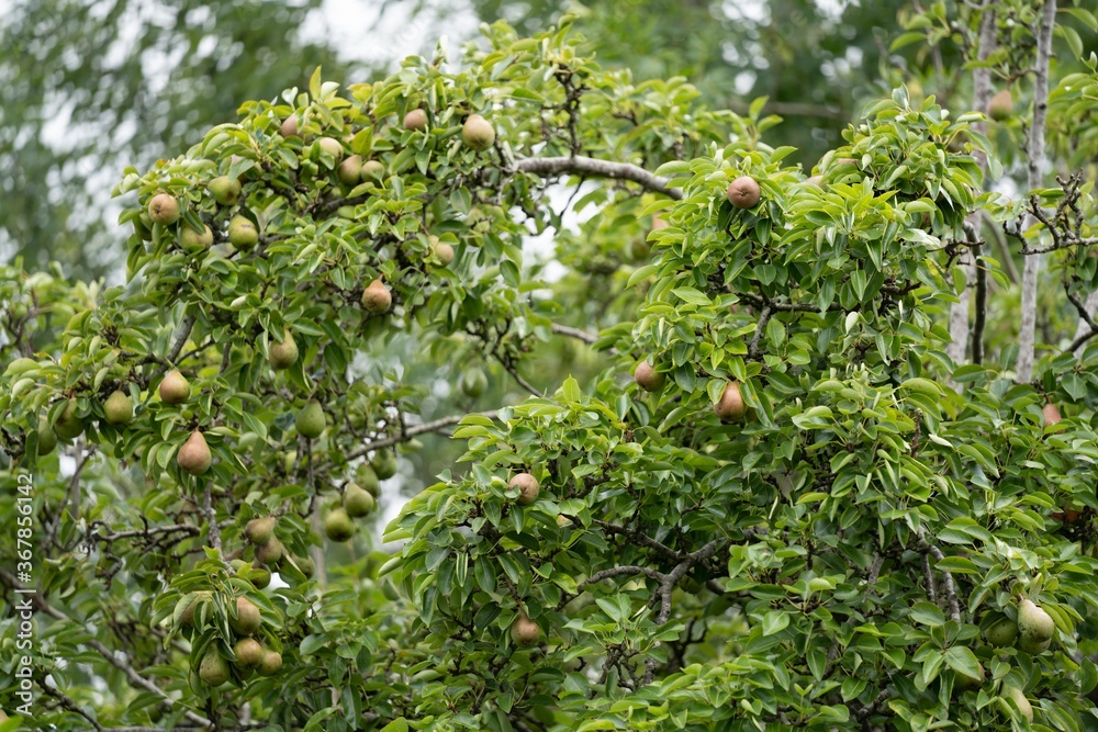 Green Pear Tree Green Pear Tree