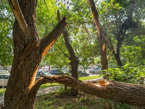 broken trees after an unexpected hurricane or storm