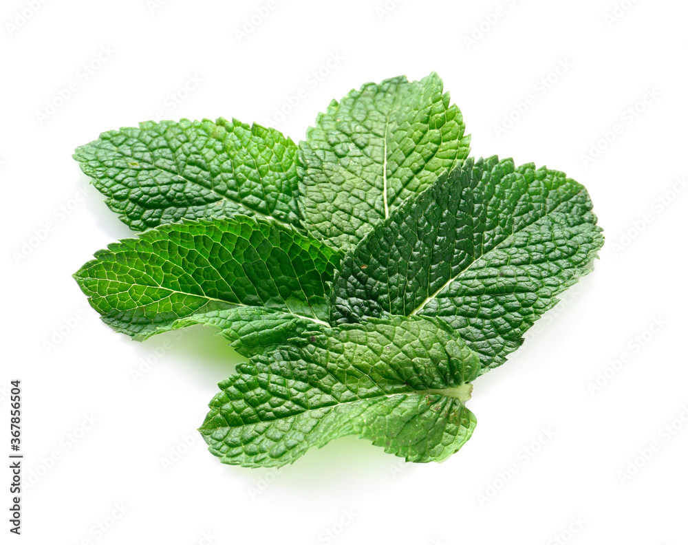 Fresh green mint on white background Fresh green mint on white background