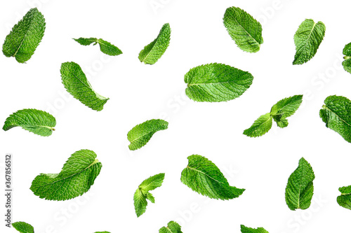 Fresh green mint on white background