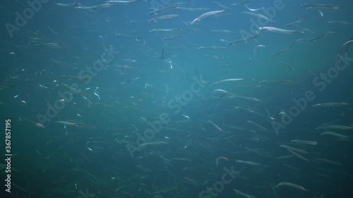 Mediterranean Sand Eel (Gymnammodytes cicerellus) in their natural habitat. Fish Black Sea. photo