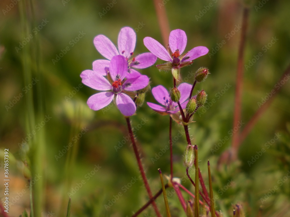 Redstem stork's bill (Erodium cicutarium) - tiny purple spring flowers