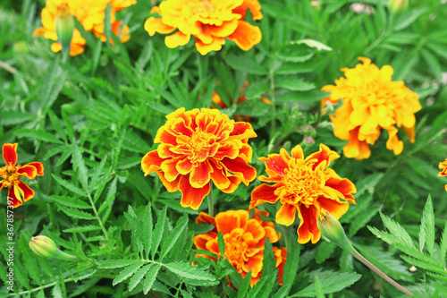 marigolds in the garden